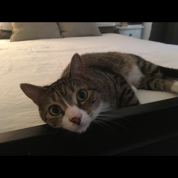 Meet your Posher, Stephanie - Picture 1 of 1